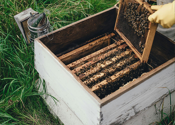 Florida Teenager Invents Amazing Bee-Saving Device That Dramatically Increases Honey Production Florida Teenager Invents Amazing Bee-Saving Device That Dramatically Increases Honey Production