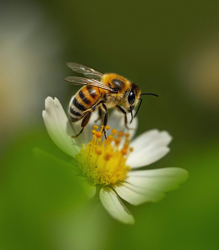 Florida Teenager Invents Amazing Bee-Saving Device That Dramatically Increases Honey Production Florida Teenager Invents Amazing Bee-Saving Device That Dramatically Increases Honey Production