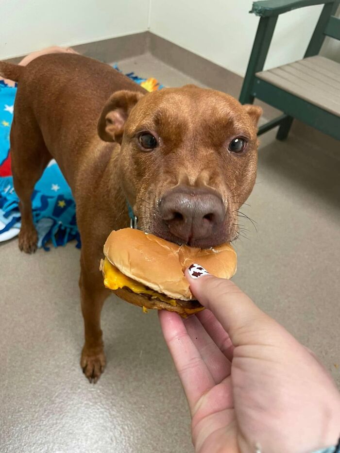 This Shelter Treats Its Dogs To Hamburgers, And Here Are 44 Pics Showing Their Reactions This Shelter Treats Its Dogs To Hamburgers, And Here Are 44 Pics Showing Their Reactions