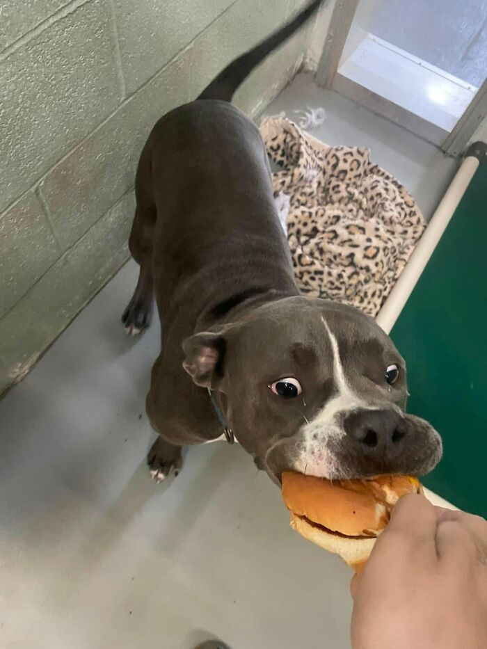This Shelter Treats Its Dogs To Hamburgers, And Here Are 44 Pics Showing Their Reactions This Shelter Treats Its Dogs To Hamburgers, And Here Are 44 Pics Showing Their Reactions