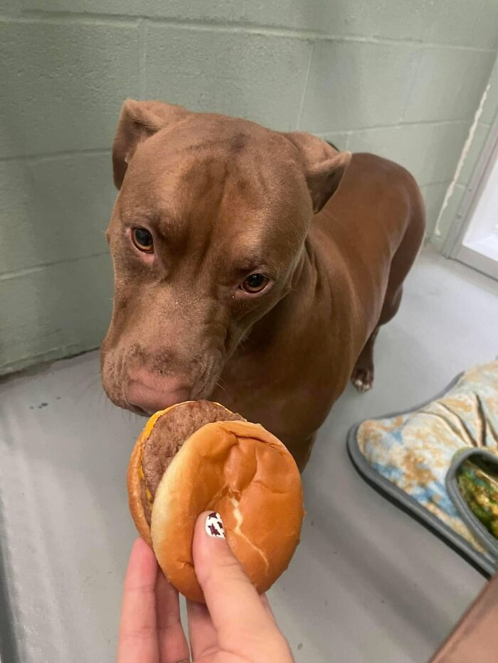 This Shelter Treats Its Dogs To Hamburgers, And Here Are 44 Pics Showing Their Reactions This Shelter Treats Its Dogs To Hamburgers, And Here Are 44 Pics Showing Their Reactions