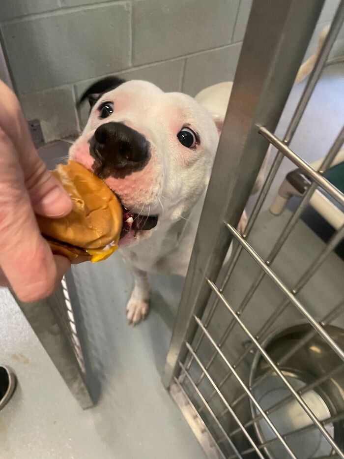This Shelter Treats Its Dogs To Hamburgers, And Here Are 44 Pics Showing Their Reactions This Shelter Treats Its Dogs To Hamburgers, And Here Are 44 Pics Showing Their Reactions