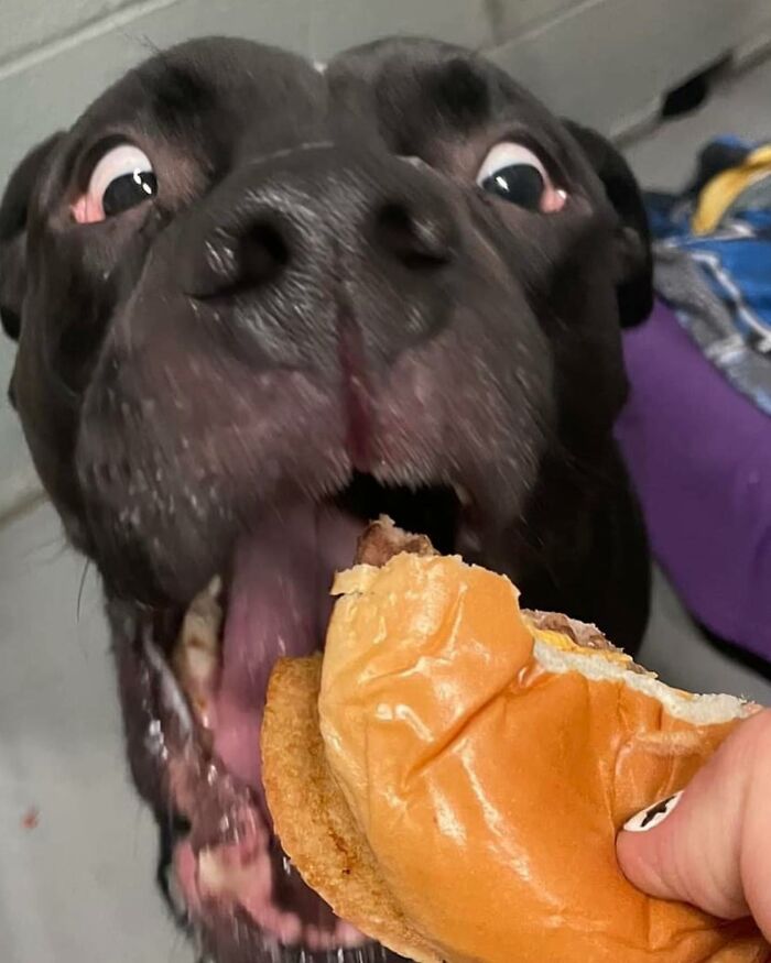 This Shelter Treats Its Dogs To Hamburgers, And Here Are 44 Pics Showing Their Reactions This Shelter Treats Its Dogs To Hamburgers, And Here Are 44 Pics Showing Their Reactions