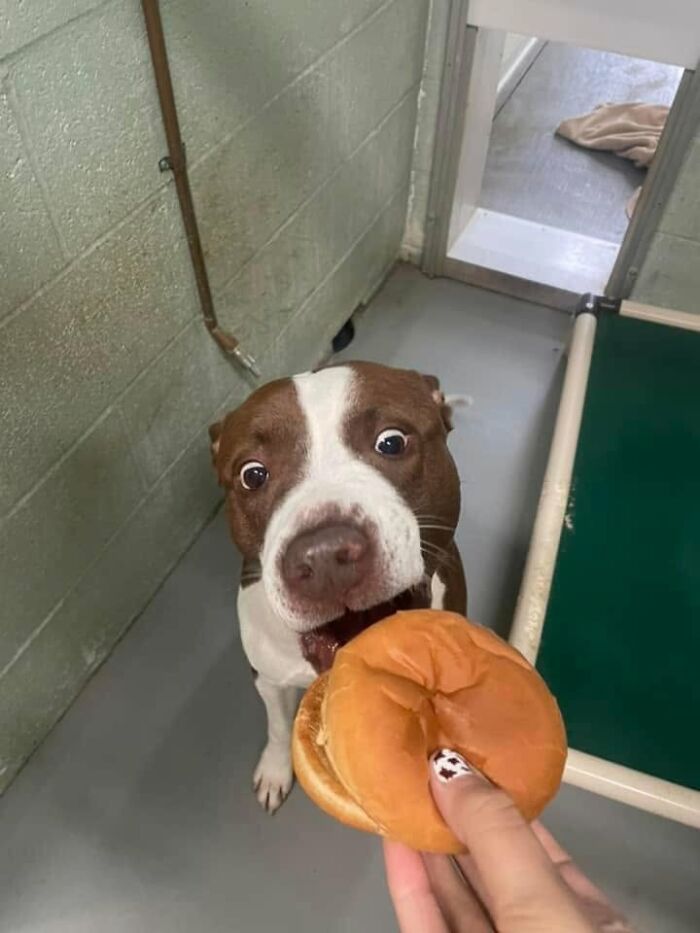 This Shelter Treats Its Dogs To Hamburgers, And Here Are 44 Pics Showing Their Reactions This Shelter Treats Its Dogs To Hamburgers, And Here Are 44 Pics Showing Their Reactions