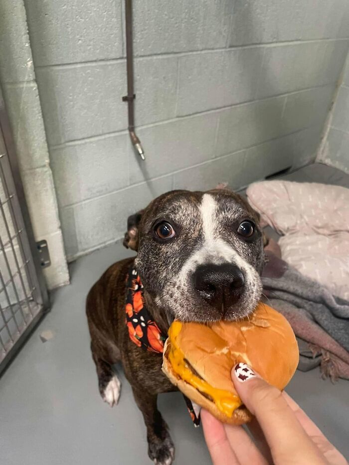This Shelter Treats Its Dogs To Hamburgers, And Here Are 44 Pics Showing Their Reactions This Shelter Treats Its Dogs To Hamburgers, And Here Are 44 Pics Showing Their Reactions