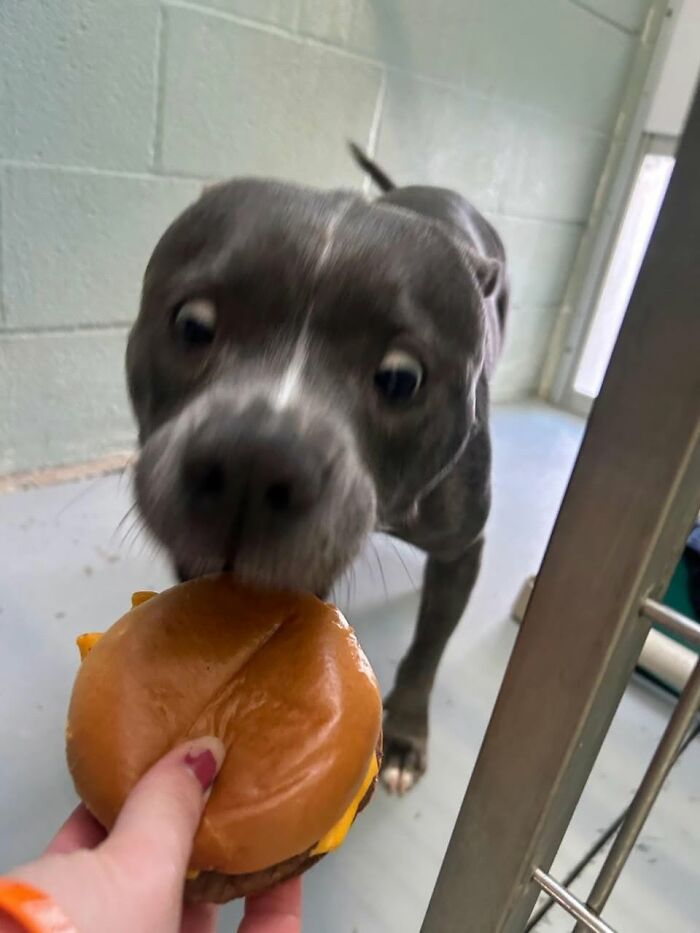 This Shelter Treats Its Dogs To Hamburgers, And Here Are 44 Pics Showing Their Reactions This Shelter Treats Its Dogs To Hamburgers, And Here Are 44 Pics Showing Their Reactions