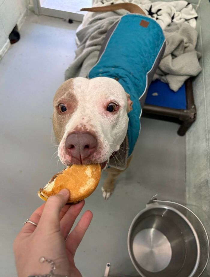 This Shelter Treats Its Dogs To Hamburgers, And Here Are 44 Pics Showing Their Reactions This Shelter Treats Its Dogs To Hamburgers, And Here Are 44 Pics Showing Their Reactions