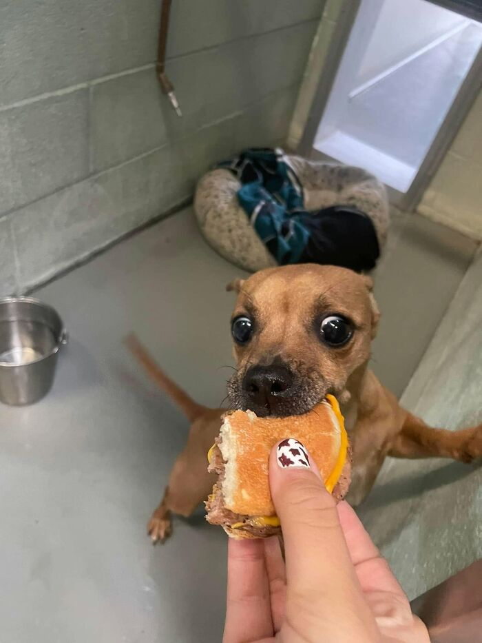 This Shelter Treats Its Dogs To Hamburgers, And Here Are 44 Pics Showing Their Reactions This Shelter Treats Its Dogs To Hamburgers, And Here Are 44 Pics Showing Their Reactions