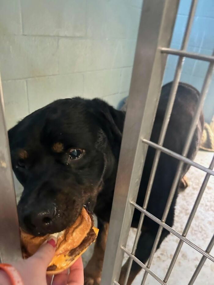 This Shelter Treats Its Dogs To Hamburgers, And Here Are 44 Pics Showing Their Reactions This Shelter Treats Its Dogs To Hamburgers, And Here Are 44 Pics Showing Their Reactions