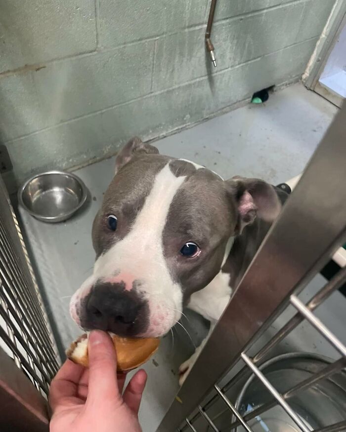 This Shelter Treats Its Dogs To Hamburgers, And Here Are 44 Pics Showing Their Reactions This Shelter Treats Its Dogs To Hamburgers, And Here Are 44 Pics Showing Their Reactions