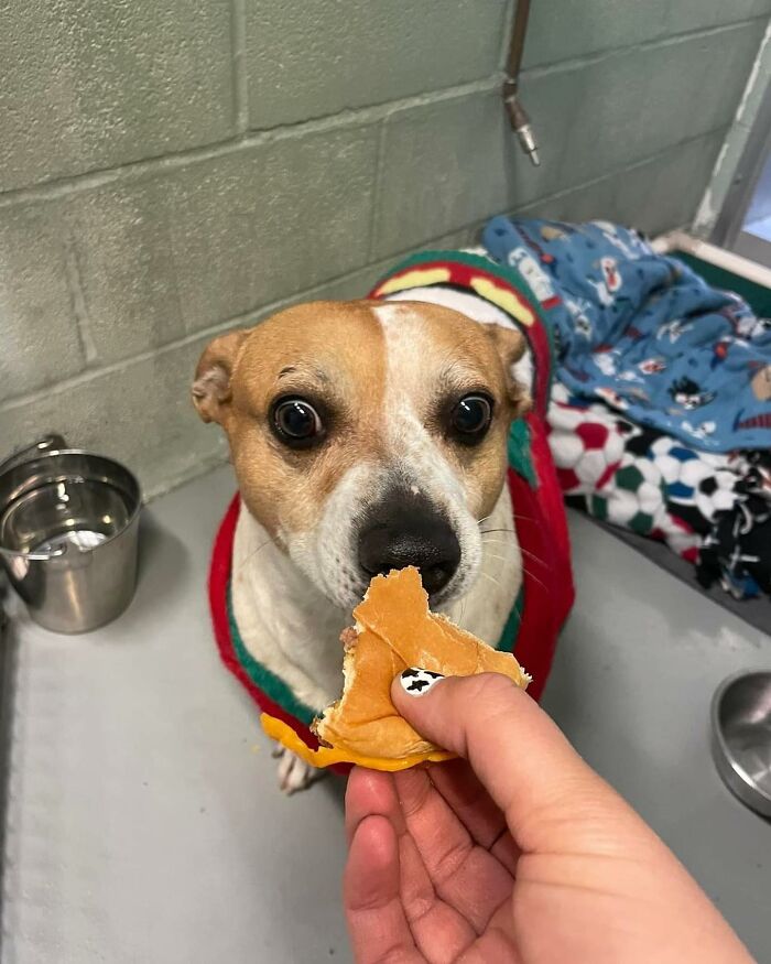 This Shelter Treats Its Dogs To Hamburgers, And Here Are 44 Pics Showing Their Reactions This Shelter Treats Its Dogs To Hamburgers, And Here Are 44 Pics Showing Their Reactions