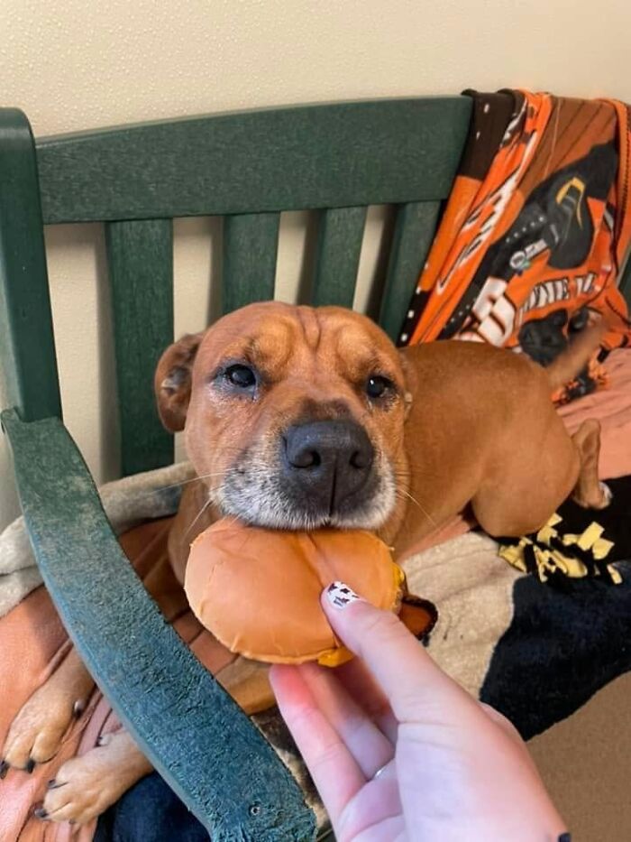 This Shelter Treats Its Dogs To Hamburgers, And Here Are 44 Pics Showing Their Reactions This Shelter Treats Its Dogs To Hamburgers, And Here Are 44 Pics Showing Their Reactions