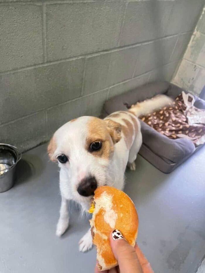 This Shelter Treats Its Dogs To Hamburgers, And Here Are 44 Pics Showing Their Reactions This Shelter Treats Its Dogs To Hamburgers, And Here Are 44 Pics Showing Their Reactions