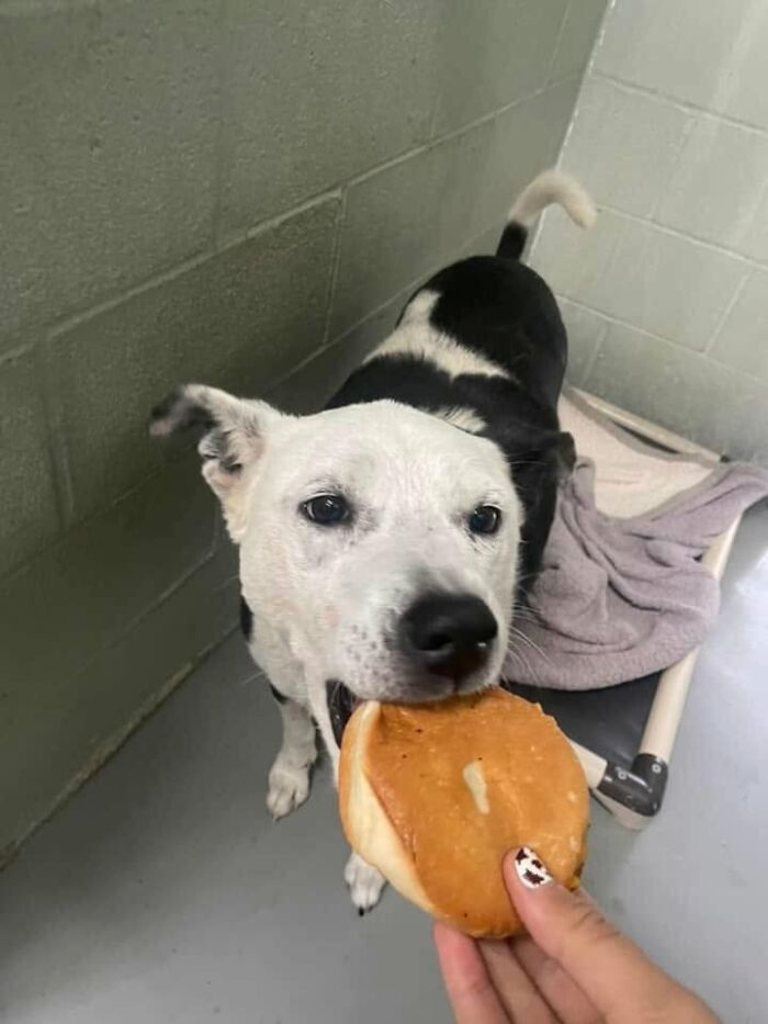 This Shelter Treats Its Dogs To Hamburgers, And Here Are 44 Pics Showing Their Reactions This Shelter Treats Its Dogs To Hamburgers, And Here Are 44 Pics Showing Their Reactions