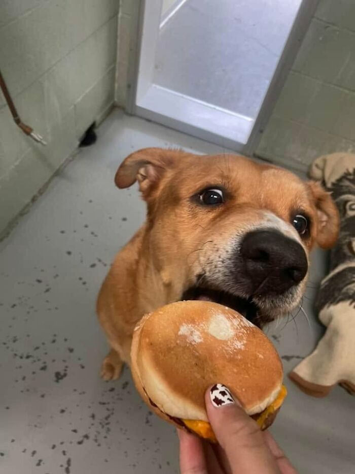 This Shelter Treats Its Dogs To Hamburgers, And Here Are 44 Pics Showing Their Reactions This Shelter Treats Its Dogs To Hamburgers, And Here Are 44 Pics Showing Their Reactions