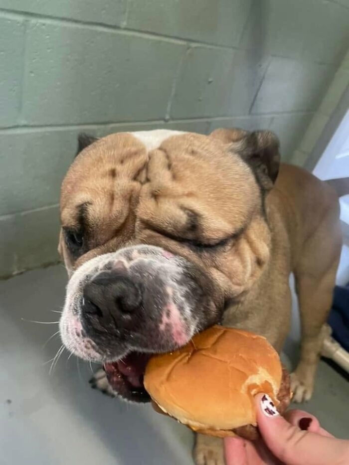 This Shelter Treats Its Dogs To Hamburgers, And Here Are 44 Pics Showing Their Reactions This Shelter Treats Its Dogs To Hamburgers, And Here Are 44 Pics Showing Their Reactions
