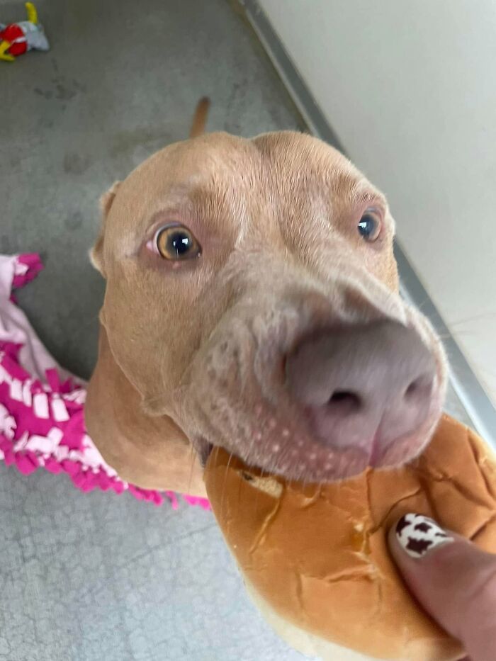 This Shelter Treats Its Dogs To Hamburgers, And Here Are 44 Pics Showing Their Reactions This Shelter Treats Its Dogs To Hamburgers, And Here Are 44 Pics Showing Their Reactions