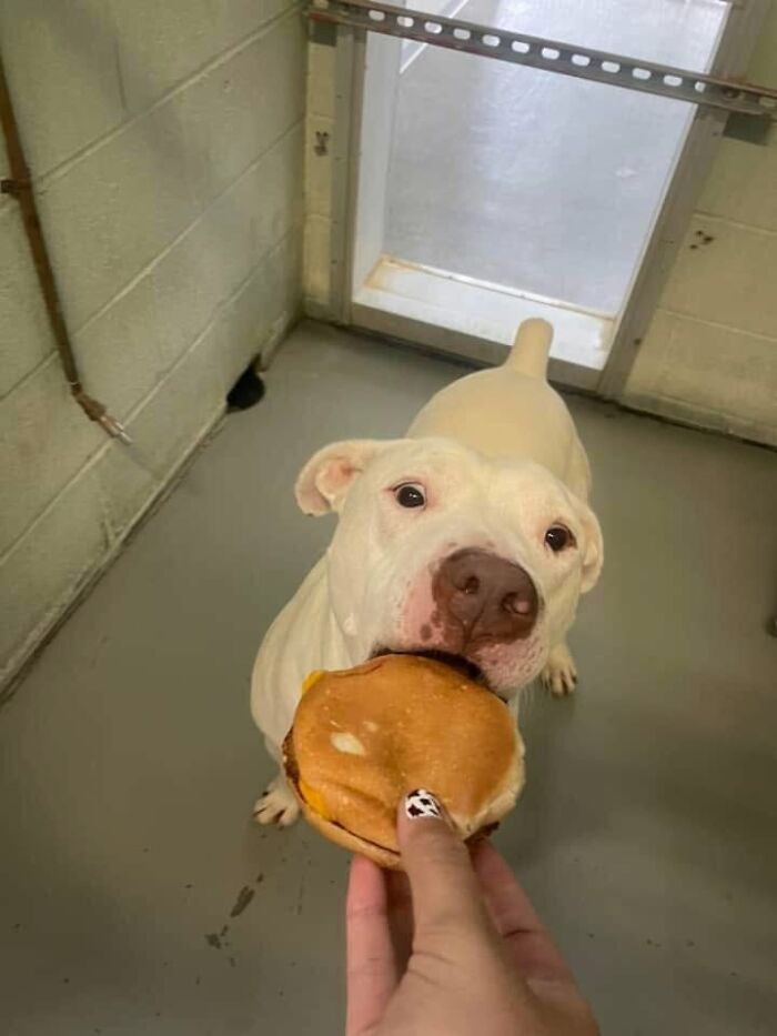 This Shelter Treats Its Dogs To Hamburgers, And Here Are 44 Pics Showing Their Reactions This Shelter Treats Its Dogs To Hamburgers, And Here Are 44 Pics Showing Their Reactions