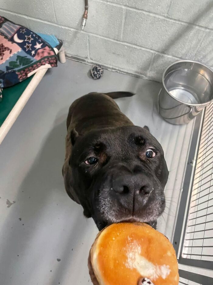 This Shelter Treats Its Dogs To Hamburgers, And Here Are 44 Pics Showing Their Reactions This Shelter Treats Its Dogs To Hamburgers, And Here Are 44 Pics Showing Their Reactions