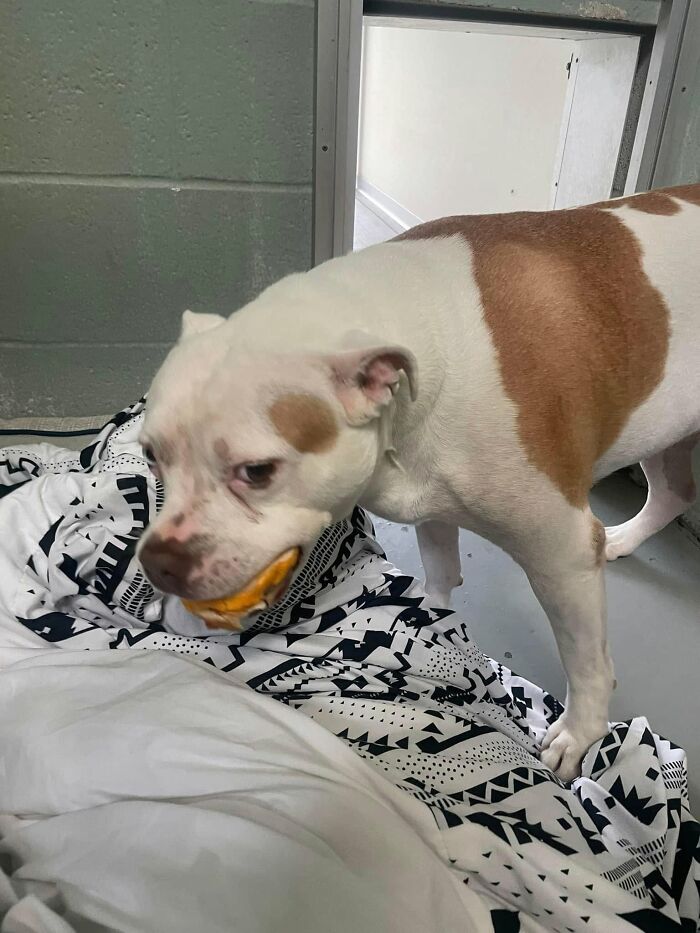 This Shelter Treats Its Dogs To Hamburgers, And Here Are 44 Pics Showing Their Reactions This Shelter Treats Its Dogs To Hamburgers, And Here Are 44 Pics Showing Their Reactions