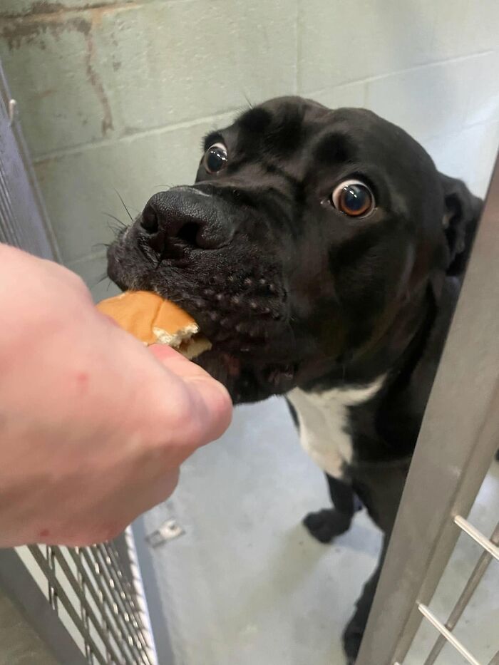 This Shelter Treats Its Dogs To Hamburgers, And Here Are 44 Pics Showing Their Reactions This Shelter Treats Its Dogs To Hamburgers, And Here Are 44 Pics Showing Their Reactions