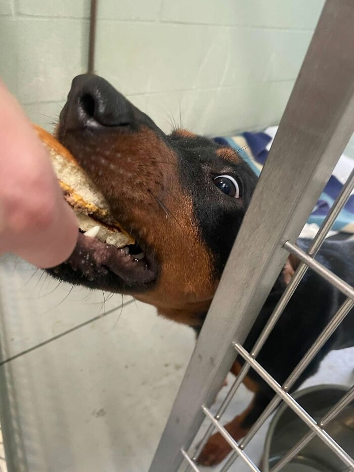 This Shelter Treats Its Dogs To Hamburgers, And Here Are 44 Pics Showing Their Reactions This Shelter Treats Its Dogs To Hamburgers, And Here Are 44 Pics Showing Their Reactions