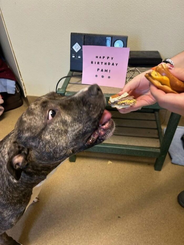 This Shelter Treats Its Dogs To Hamburgers, And Here Are 44 Pics Showing Their Reactions This Shelter Treats Its Dogs To Hamburgers, And Here Are 44 Pics Showing Their Reactions
