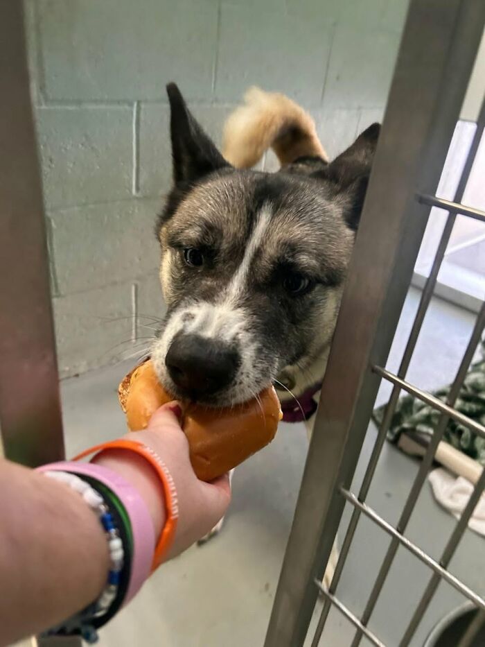 This Shelter Treats Its Dogs To Hamburgers, And Here Are 44 Pics Showing Their Reactions This Shelter Treats Its Dogs To Hamburgers, And Here Are 44 Pics Showing Their Reactions