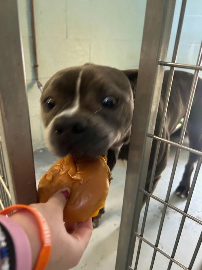 This Shelter Treats Its Dogs To Hamburgers, And Here Are 44 Pics Showing Their Reactions This Shelter Treats Its Dogs To Hamburgers, And Here Are 44 Pics Showing Their Reactions