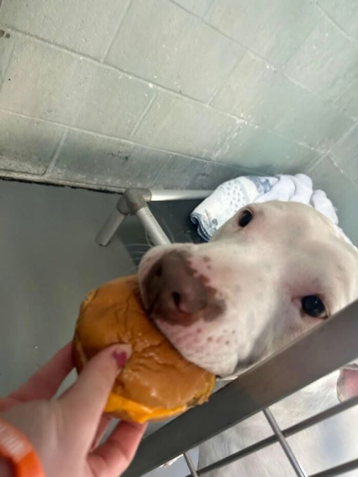 This Shelter Treats Its Dogs To Hamburgers, And Here Are 44 Pics Showing Their Reactions This Shelter Treats Its Dogs To Hamburgers, And Here Are 44 Pics Showing Their Reactions