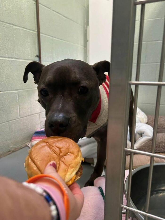 This Shelter Treats Its Dogs To Hamburgers, And Here Are 44 Pics Showing Their Reactions This Shelter Treats Its Dogs To Hamburgers, And Here Are 44 Pics Showing Their Reactions