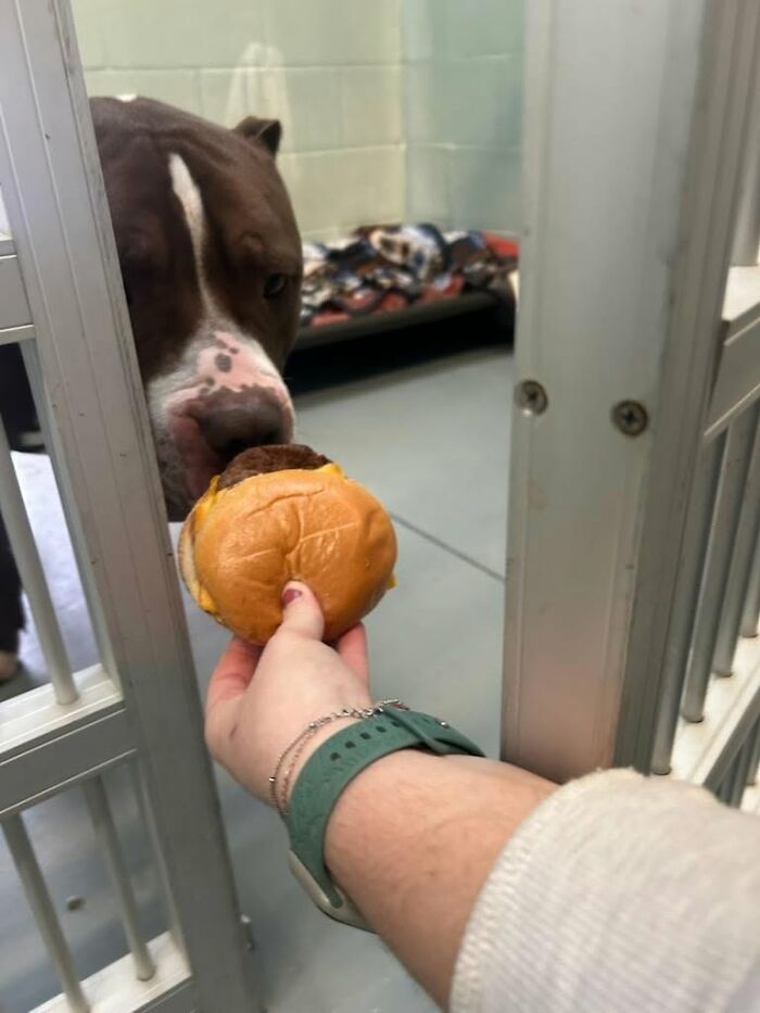 This Shelter Treats Its Dogs To Hamburgers, And Here Are 44 Pics Showing Their Reactions This Shelter Treats Its Dogs To Hamburgers, And Here Are 44 Pics Showing Their Reactions