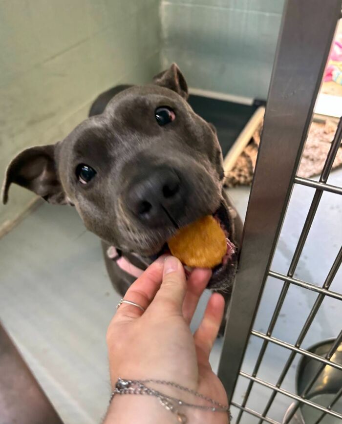This Shelter Treats Its Dogs To Hamburgers, And Here Are 44 Pics Showing Their Reactions This Shelter Treats Its Dogs To Hamburgers, And Here Are 44 Pics Showing Their Reactions