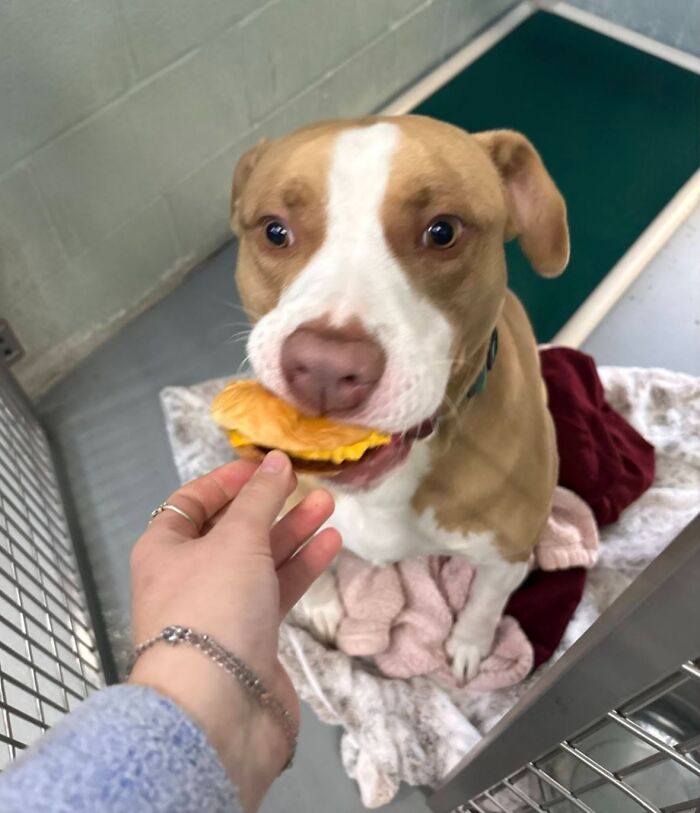 This Shelter Treats Its Dogs To Hamburgers, And Here Are 44 Pics Showing Their Reactions This Shelter Treats Its Dogs To Hamburgers, And Here Are 44 Pics Showing Their Reactions