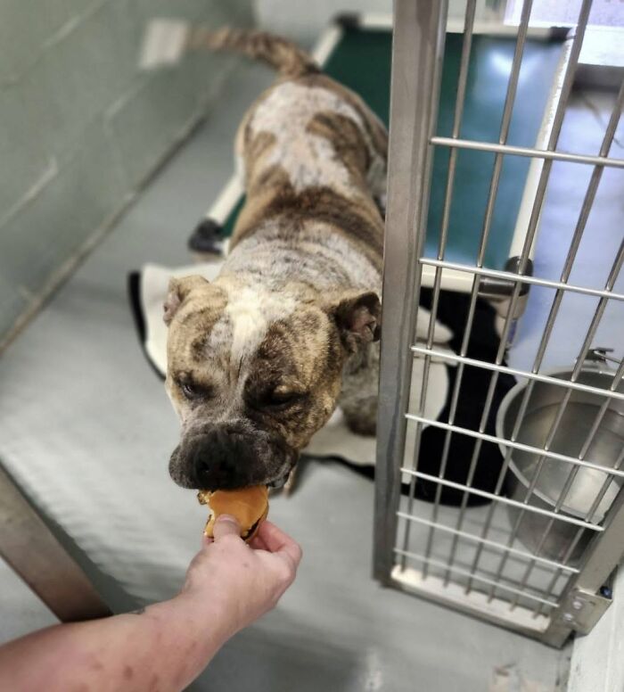 This Shelter Treats Its Dogs To Hamburgers, And Here Are 44 Pics Showing Their Reactions This Shelter Treats Its Dogs To Hamburgers, And Here Are 44 Pics Showing Their Reactions