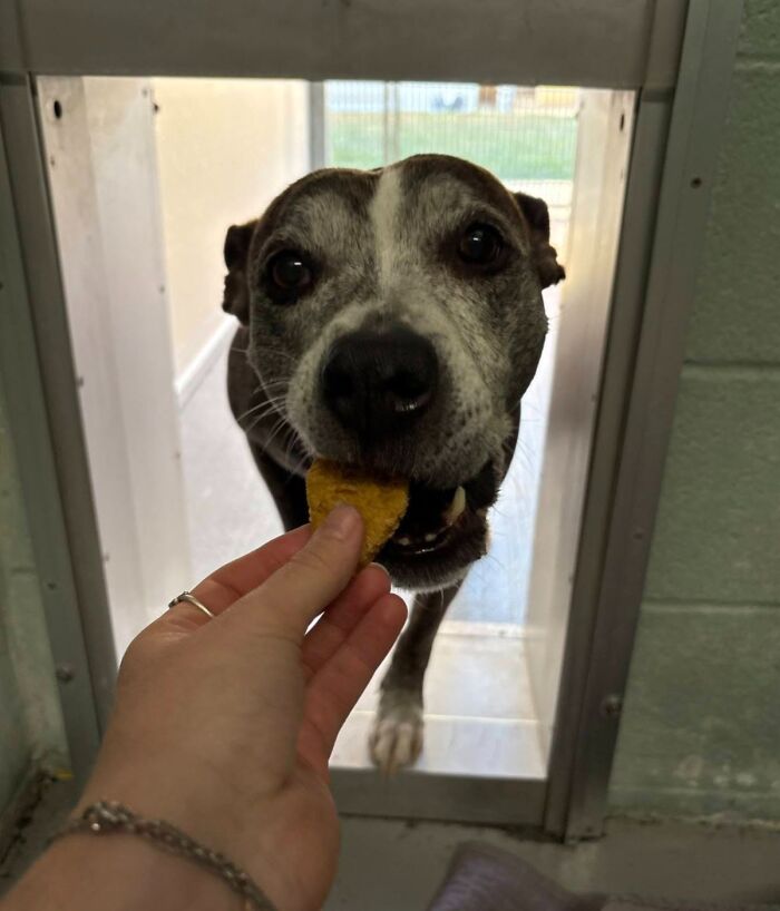 This Shelter Treats Its Dogs To Hamburgers, And Here Are 44 Pics Showing Their Reactions This Shelter Treats Its Dogs To Hamburgers, And Here Are 44 Pics Showing Their Reactions