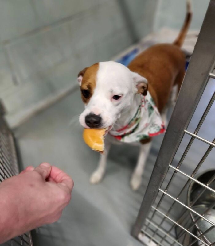 This Shelter Treats Its Dogs To Hamburgers, And Here Are 44 Pics Showing Their Reactions This Shelter Treats Its Dogs To Hamburgers, And Here Are 44 Pics Showing Their Reactions