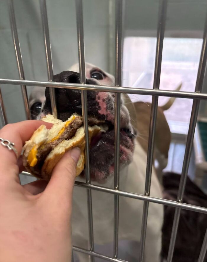 This Shelter Treats Its Dogs To Hamburgers, And Here Are 44 Pics Showing Their Reactions This Shelter Treats Its Dogs To Hamburgers, And Here Are 44 Pics Showing Their Reactions