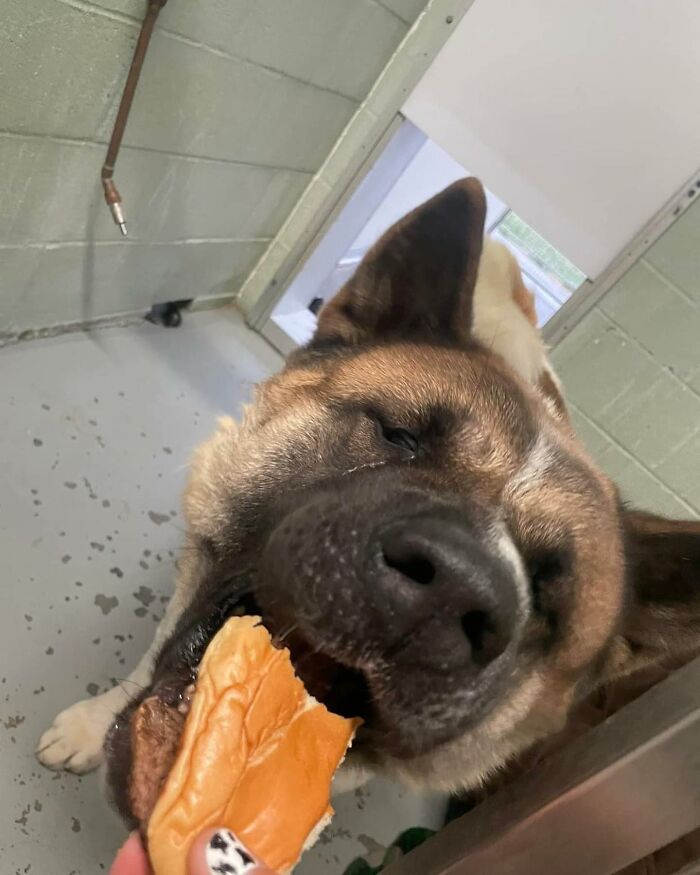 This Shelter Treats Its Dogs To Hamburgers, And Here Are 44 Pics Showing Their Reactions This Shelter Treats Its Dogs To Hamburgers, And Here Are 44 Pics Showing Their Reactions