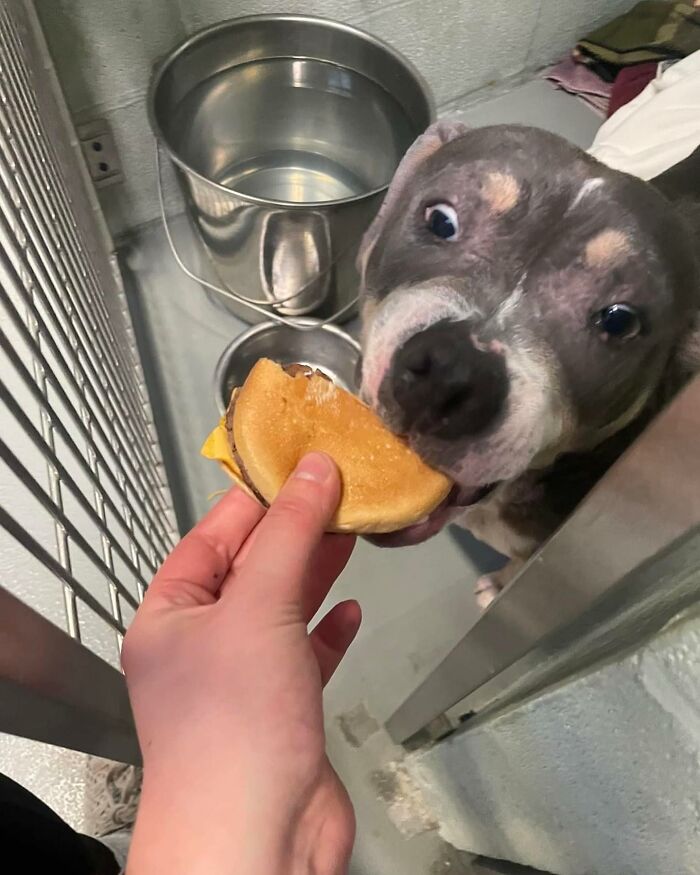 This Shelter Treats Its Dogs To Hamburgers, And Here Are 44 Pics Showing Their Reactions This Shelter Treats Its Dogs To Hamburgers, And Here Are 44 Pics Showing Their Reactions