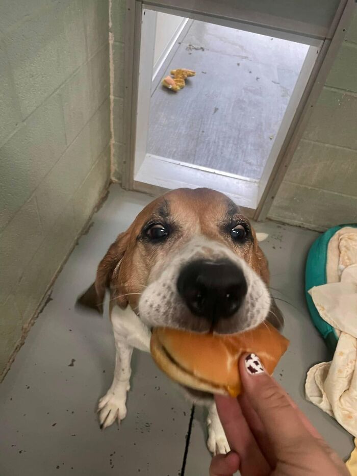 This Shelter Treats Its Dogs To Hamburgers, And Here Are 44 Pics Showing Their Reactions This Shelter Treats Its Dogs To Hamburgers, And Here Are 44 Pics Showing Their Reactions