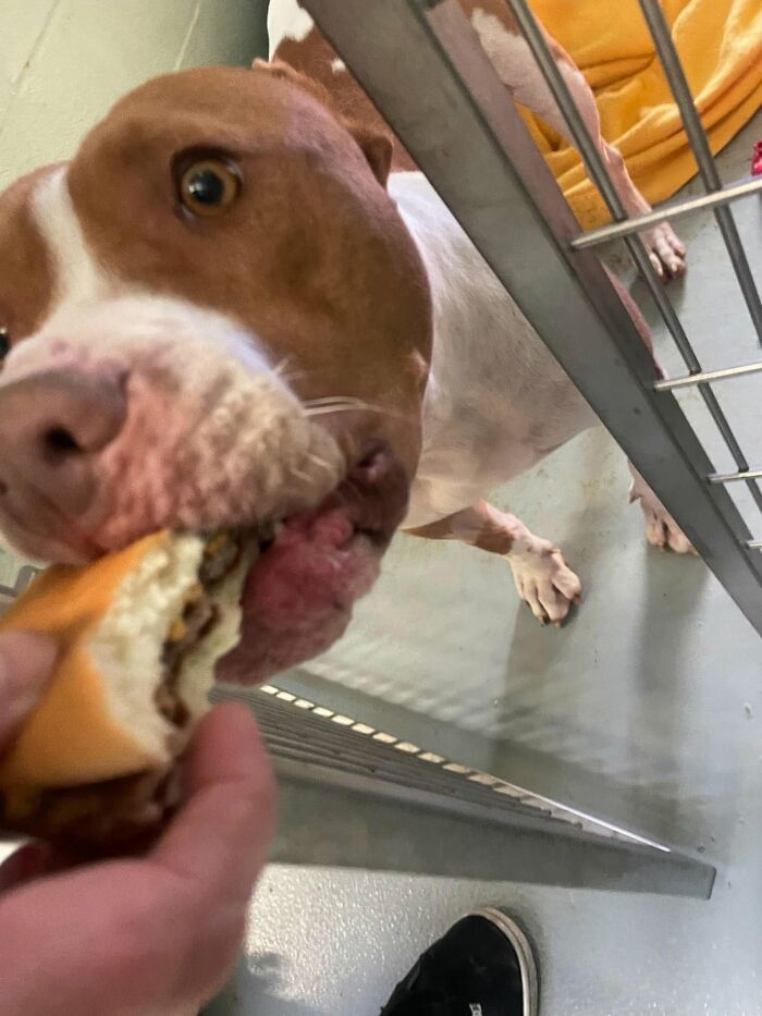 This Shelter Treats Its Dogs To Hamburgers, And Here Are 44 Pics Showing Their Reactions This Shelter Treats Its Dogs To Hamburgers, And Here Are 44 Pics Showing Their Reactions