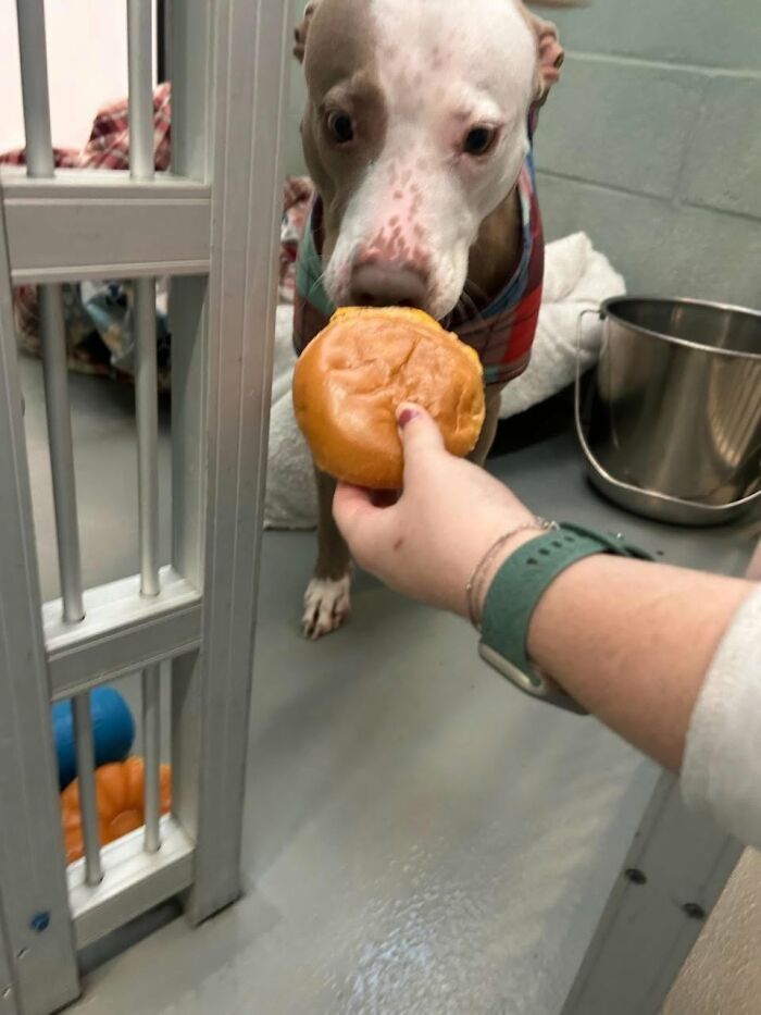 This Shelter Treats Its Dogs To Hamburgers, And Here Are 44 Pics Showing Their Reactions This Shelter Treats Its Dogs To Hamburgers, And Here Are 44 Pics Showing Their Reactions