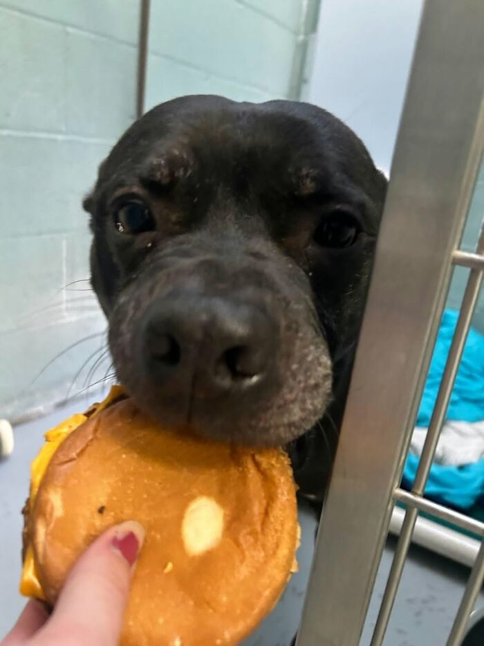 This Shelter Treats Its Dogs To Hamburgers, And Here Are 44 Pics Showing Their Reactions This Shelter Treats Its Dogs To Hamburgers, And Here Are 44 Pics Showing Their Reactions