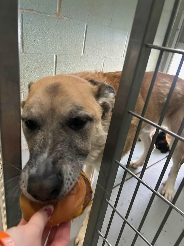 This Shelter Treats Its Dogs To Hamburgers, And Here Are 44 Pics Showing Their Reactions This Shelter Treats Its Dogs To Hamburgers, And Here Are 44 Pics Showing Their Reactions