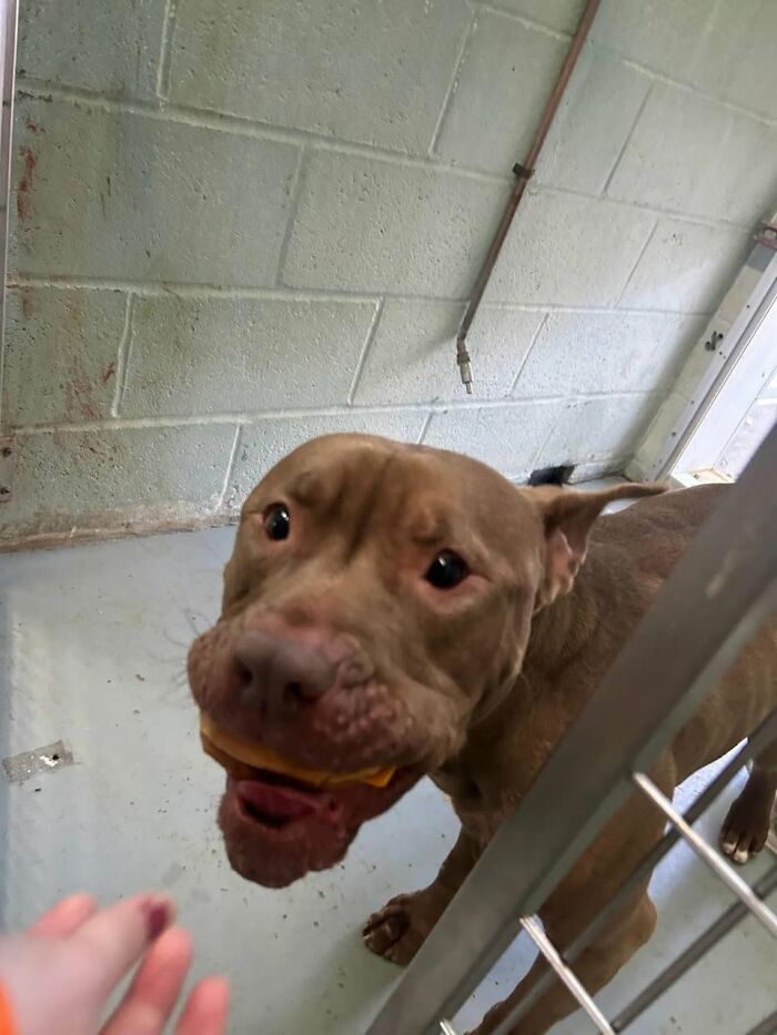 This Shelter Treats Its Dogs To Hamburgers, And Here Are 44 Pics Showing Their Reactions This Shelter Treats Its Dogs To Hamburgers, And Here Are 44 Pics Showing Their Reactions