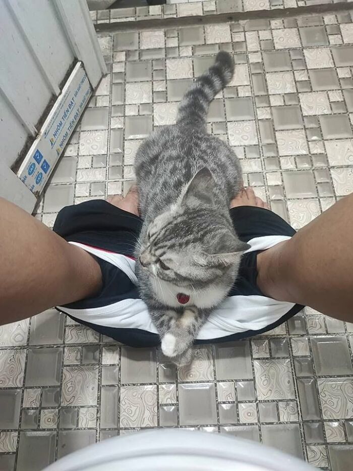 46 Hilarious Cat Pics Shared By A Page That Knows Cats Are Never Normal 46 Hilarious Cat Pics Shared By A Page That Knows Cats Are Never Normal