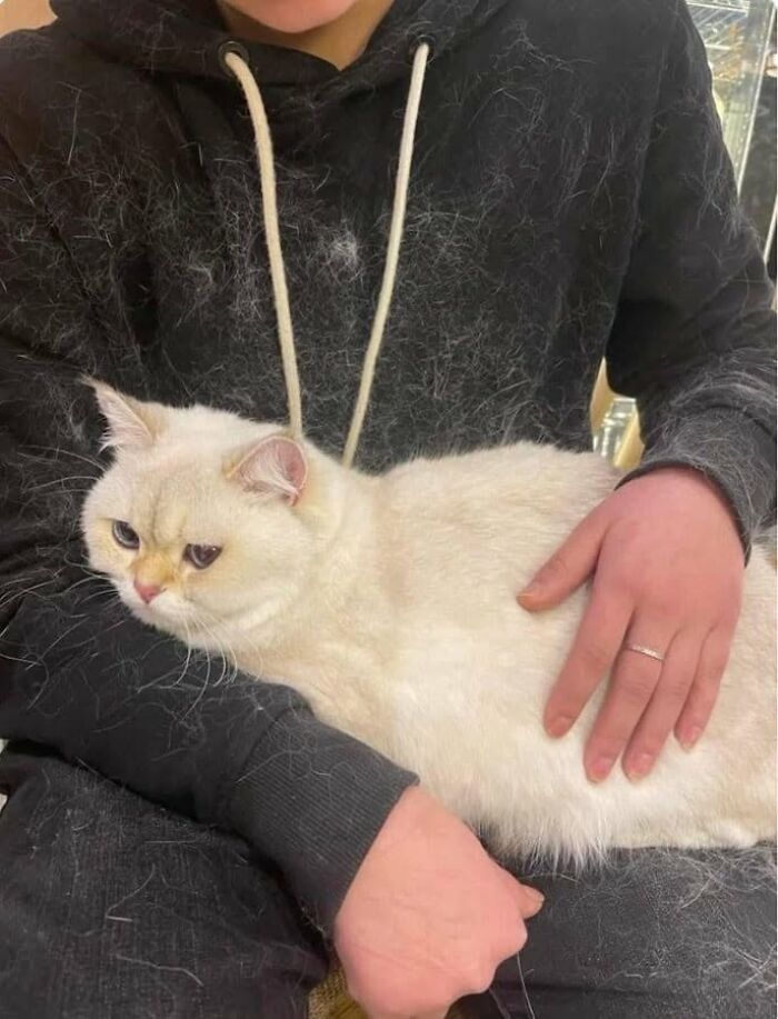 46 Hilarious Cat Pics Shared By A Page That Knows Cats Are Never Normal 46 Hilarious Cat Pics Shared By A Page That Knows Cats Are Never Normal