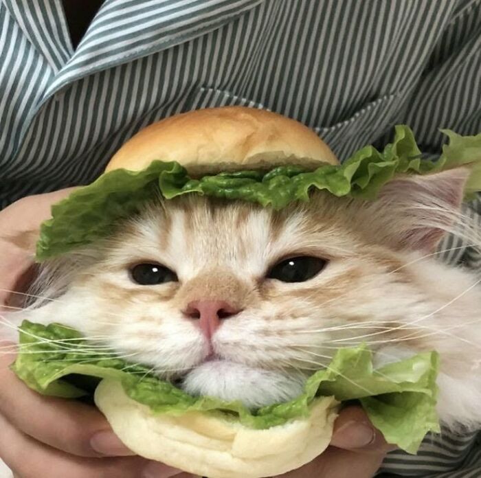46 Hilarious Cat Pics Shared By A Page That Knows Cats Are Never Normal 46 Hilarious Cat Pics Shared By A Page That Knows Cats Are Never Normal
