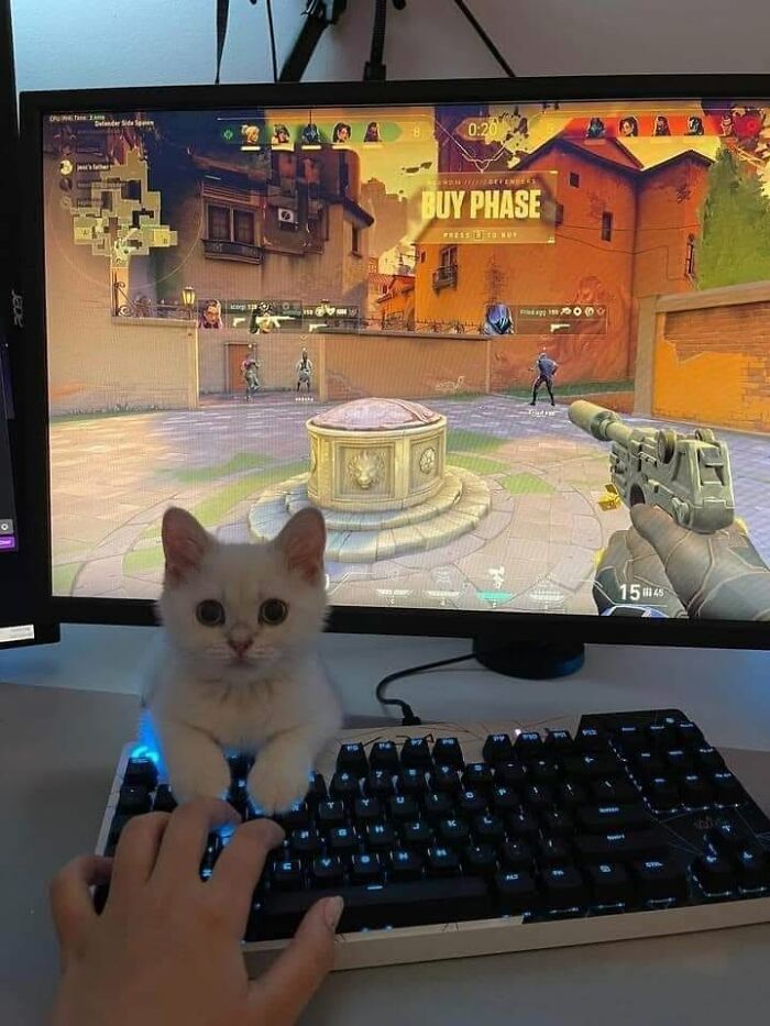 46 Hilarious Cat Pics Shared By A Page That Knows Cats Are Never Normal 46 Hilarious Cat Pics Shared By A Page That Knows Cats Are Never Normal